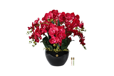 Grand Orchid- Red - GO14 (Carton of 1)
